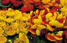 Ballerina Orchid Seeds for a lasting display in the Home Flower Bed