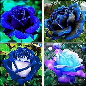 Rose Mix Rosa spp. flower seeds for planting in home garden or mixed flower beds - for planting in home garden