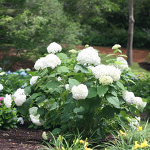 Native Hydrangea Arborescens Smooth Wild Sevenbark Flower Bush Shrub Seeds for fast cover along a fence or wall
