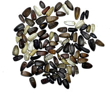 Sunflower Velvet Queen Seeds known for beautiful Golden Sunflowers