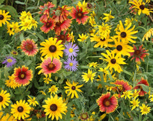 Wild Mix Wildflower Seeds for seasonal color across the Flower Bed & Urban Garden