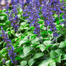 Blue Sage Seeds for cooks growing their own fresh herbs