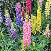 Lupine Lupinus Polyphyllus Russell Seeds known for cottage Wildflower Displays