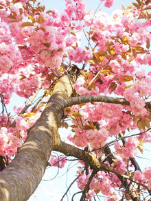 Cherry Blossom Tree Seeds known for original Flowering Tree