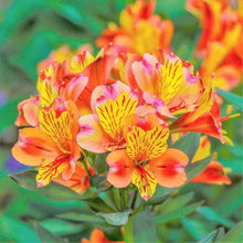 Peruvian Lily Seeds (Alstroemeria aurea) for a lasting display in the home garden and floral bed planting