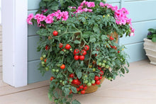 Tumbling Tom Red Tomato Seeds (Solanum lycopersicum) for a fresh homegrown crop from the hanging baskets and balcony gardens