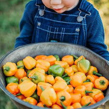 Orange Sweet Pepper Seeds prized among growers for sweet, Tangy Peppers