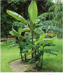 Rare Cathaya Argyrophylla Tree Seeds for long-term planting in the yard
