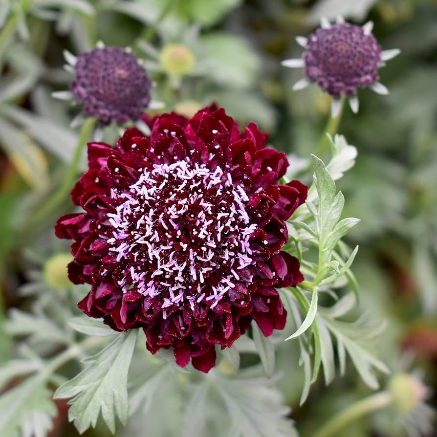 Red and White Scabiosa Flower Seeds â€“ Hardy Perennial Mix
