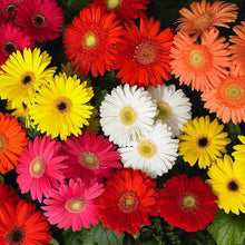 Gerbera & Chrysanthemum Mix Seeds (Gerbera spp.) for seasonal color across the Flower Bed & Garden