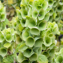 Moluccella Laevis Seeds (Moluccella laevis) for a lasting display in the flower beds and floral arrangements
