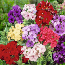 Phlox Drummondii Mixed Seeds for growers seeking a long-blooming display