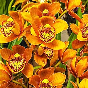 Cymbidium Orchid ��������� Cymbidium spp. for planting in home garden