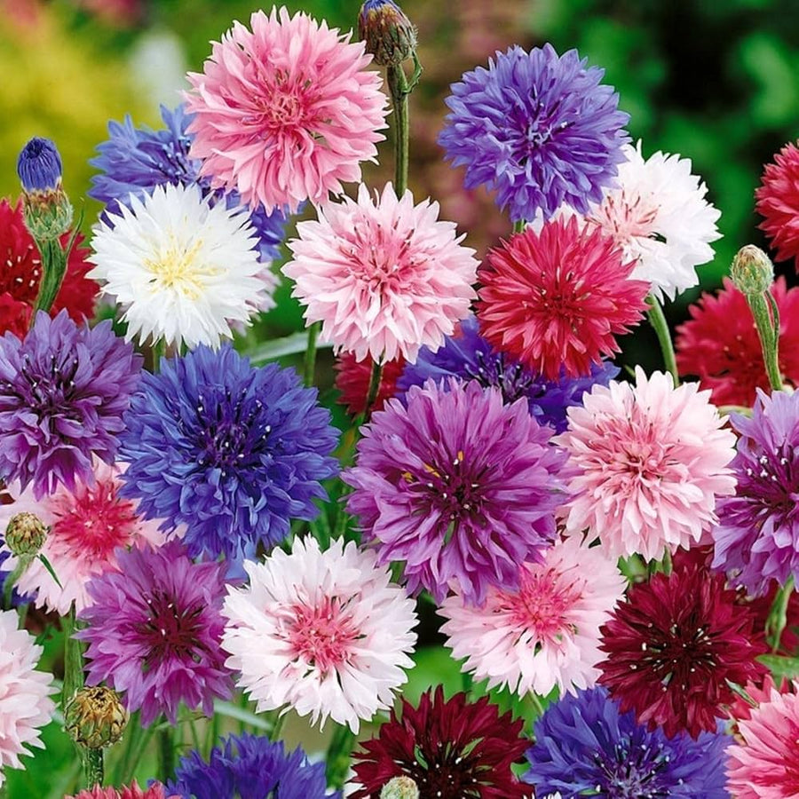 Bachelor Button Centaurea Cyanus Tall Mixed Colors Flower Seeds for Planting – Ideal for Wildflower Gardens and Borders