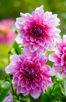 Tango Mixed Seeds for growers seeking a long-blooming display