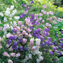 Campanula Bellflower Seeds for growers seeking a long-blooming display