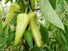 Mixed peppers – Capsicum spp. – sweet and hot pepper seed pack