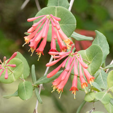 Coral Honeysuckle Seeds (Lonicera sempervirens) for growers filling out the Flower Garden