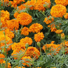 Marigold Orange Seeds (Tagetes erecta) for a lasting display in the Flower Bed