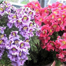 Butterfly Seeds (Schizanthus pinnatus) for a lasting display in the indoor pots and containers