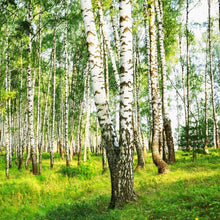 Japanese White Birch Seeds (Betula platyphylla) for a lasting addition to the landscape