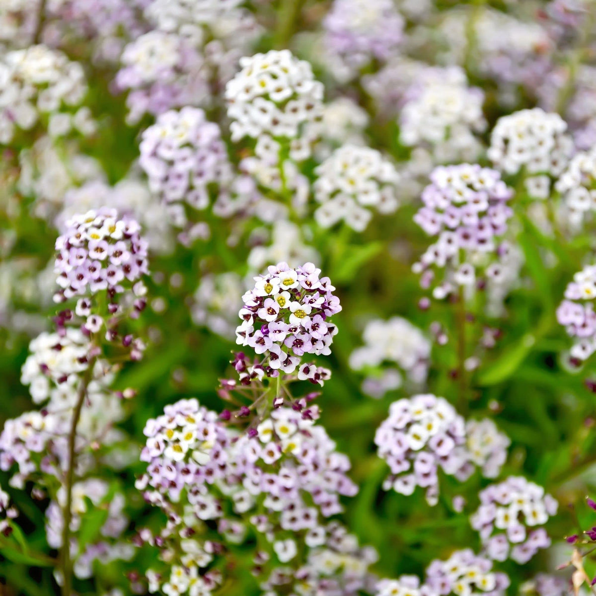 Alyssum Aphrodite White (Lobularia maritima) for planting in flower bed