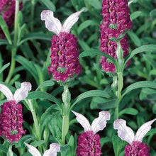 Heirloom Non-GMO Red Lavender Seeds for a fragrant addition to the Fragrant Purple Aromatic Gardens