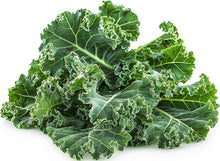 Kale Blue Curled Scotch Seeds for home growers seeking a reliable harvest