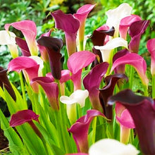 Calla Lily Seeds (Zantedeschia spp.) for a bright addition to the flower beds and water gardens