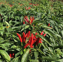 Tien Tsin Chili Pepper Seeds (Capsicum annuum) for a reliable harvest in the Vegetable Balcony Garden