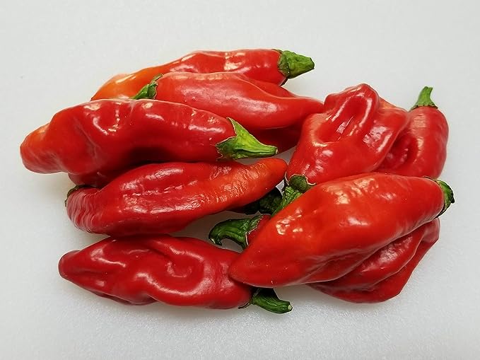 Pepper Capsicum spp for planting in vegetable patch
