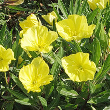 Heirloom Seeds (Oenothera subsp) for a lasting display in the Sea Coast Garden Flowers