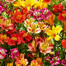 Alstroemeria Dr. Salter's Mix Seeds for seasonal color across the Flower Bed