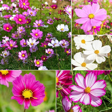 Cosmos Seeds (Cosmos bipinnatus) for growers filling out the Flower Bed & Urban Garden