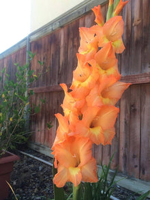 Light orange perennial gladiolus flower seeds