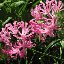 African Lily Pink Seeds for seasonal color across the Home Gardens