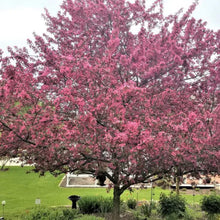Malus Prairiefire Tree Seeds for long-term planting in the landscapes and backyard gardens