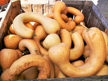 Neck Pumpkin Seeds (Cucurbita spp.) for productive rows in the Vegetable Patch