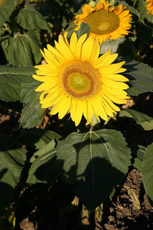 Heirloom Sunflower "Zwerg Sunspot" Seeds valued for compact, Bright Blooms