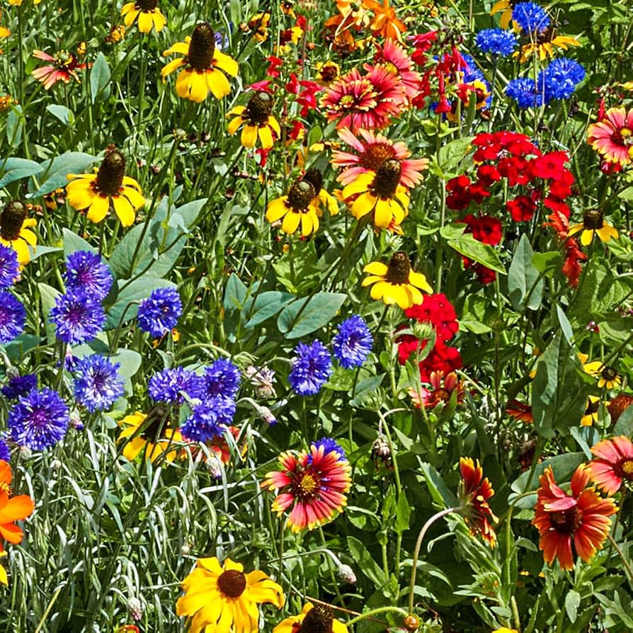 Chinese Houses Native Wildflower - for planting in home garden