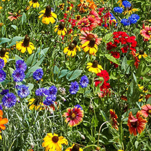 Chinese Houses Native Wildflower - for planting in home garden