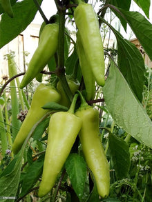 Mixed Sweet Bell Hot Pepper Seeds for home growers seeking a reliable harvest