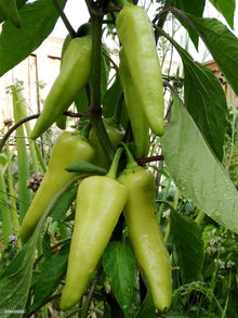 Mixed Color Sweet Bell Hot Pepper Seeds for a productive addition to the vegetable patch