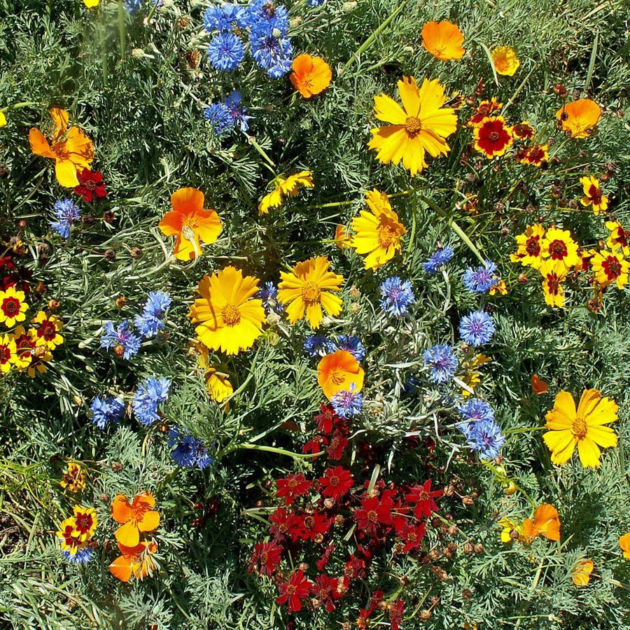 Florida & Gulf Coast Wildflower Seeds for planting in garden