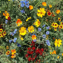 Florida & Gulf Coast Wildflower Seeds for growers filling out the Flower Bed & Home Garden