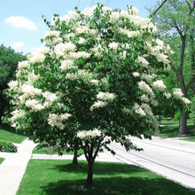 Japanese Lilac Tree Syringa Seeds