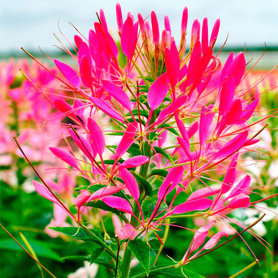 Cleome Rose Queen spider flower pink seeds for garden planting