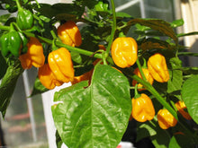 Yellow Sun Habanero Seeds (Capsicum chinense) for a fresh homegrown crop from the hot chili growing in tropical kitchen gardens