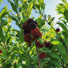 Myrica Pennsylvanica Northern Bayberry Seeds for reliable seasonal color