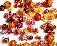 Helichrysum Strawflower Karmesinrot Seeds prized for dried Flower Crafts